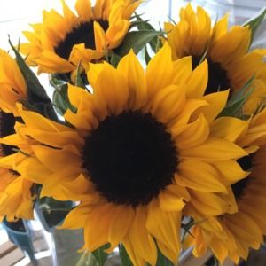 Meet your Posher, Giovi